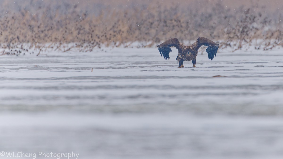 Seeadler - ML646509135