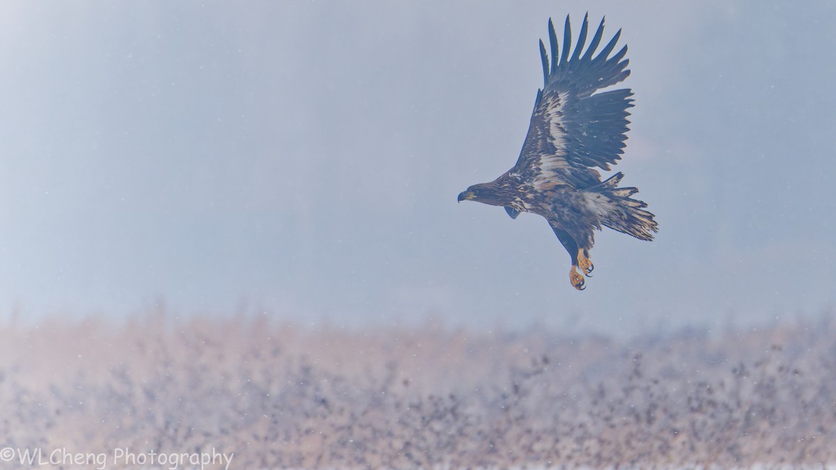 Seeadler - ML646509136