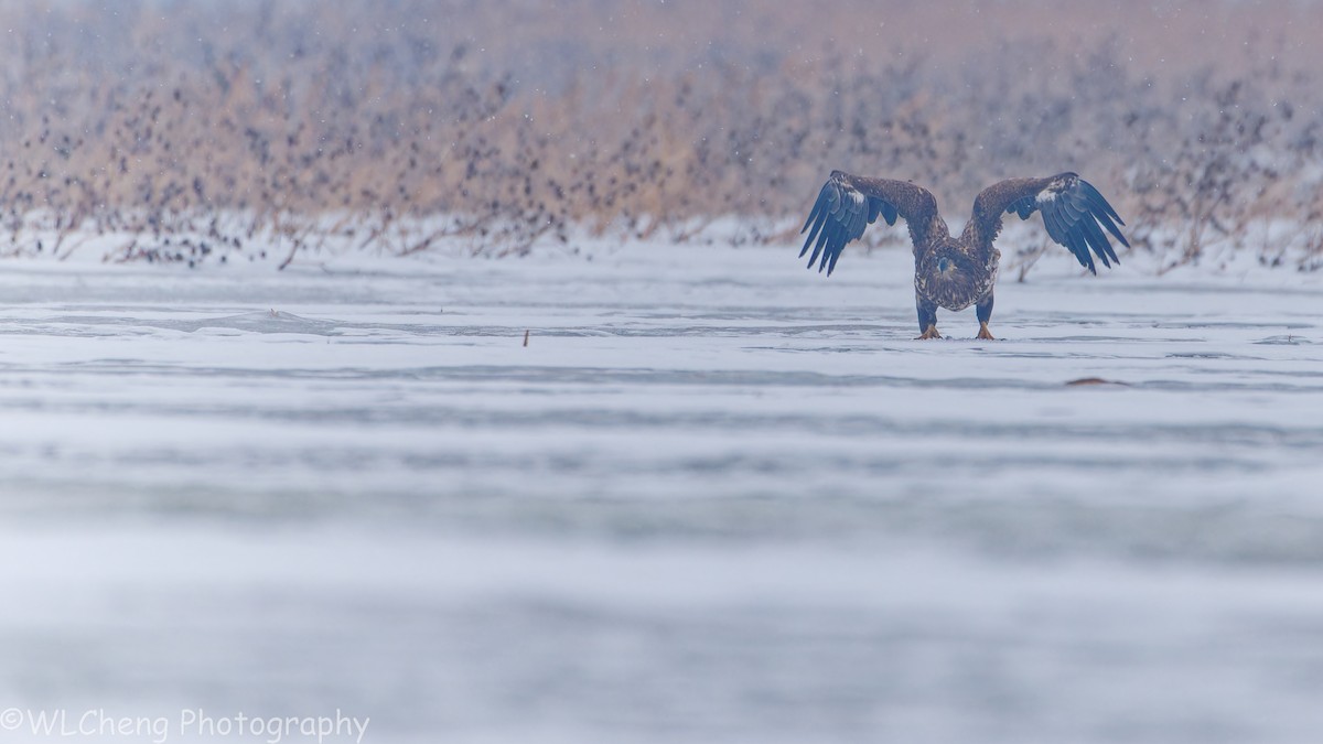 Seeadler - ML646509137