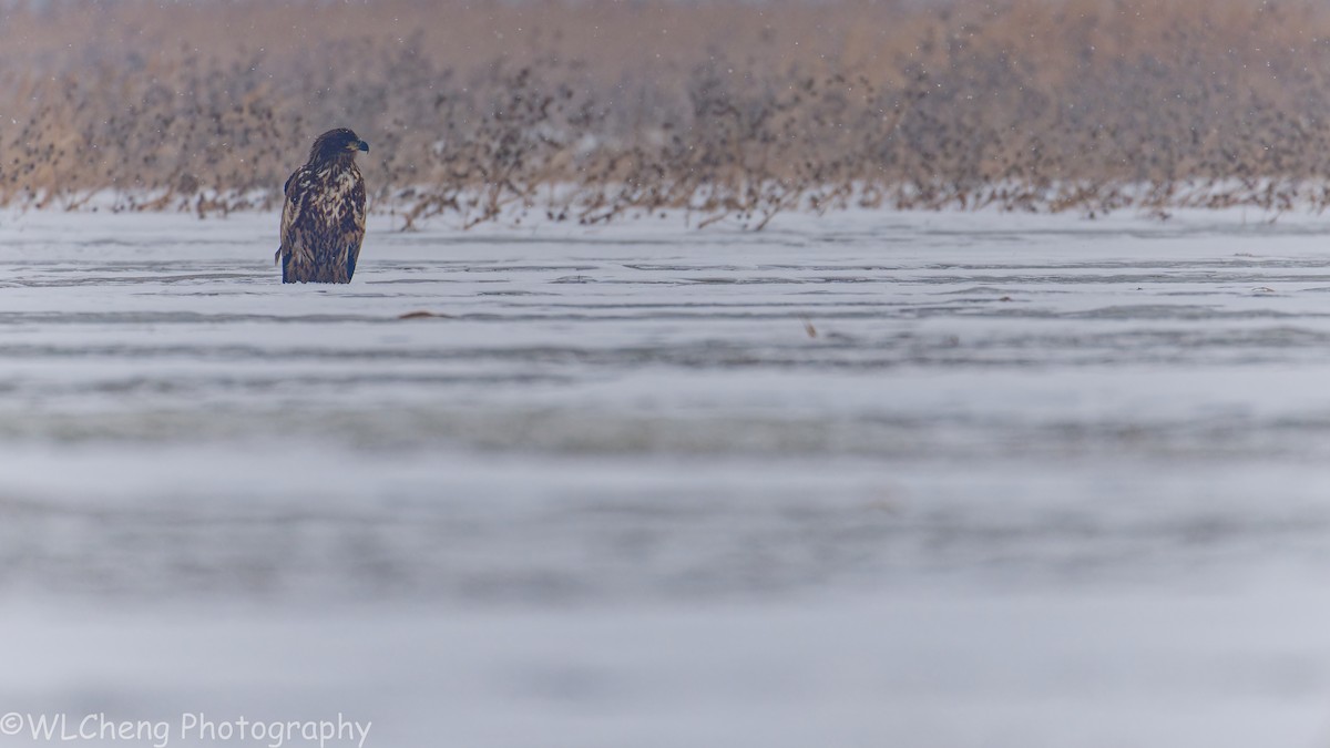 Seeadler - ML646509138