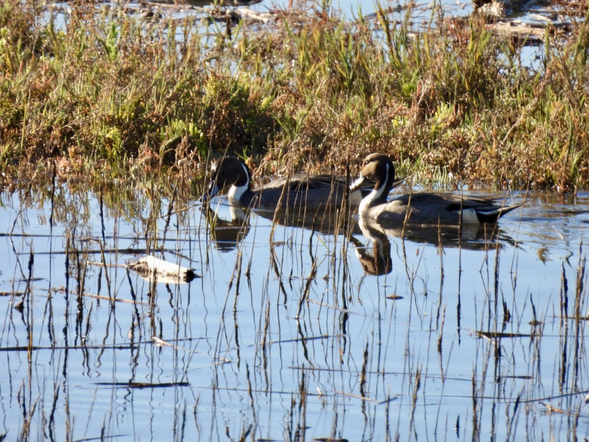 Spießente - ML646509140