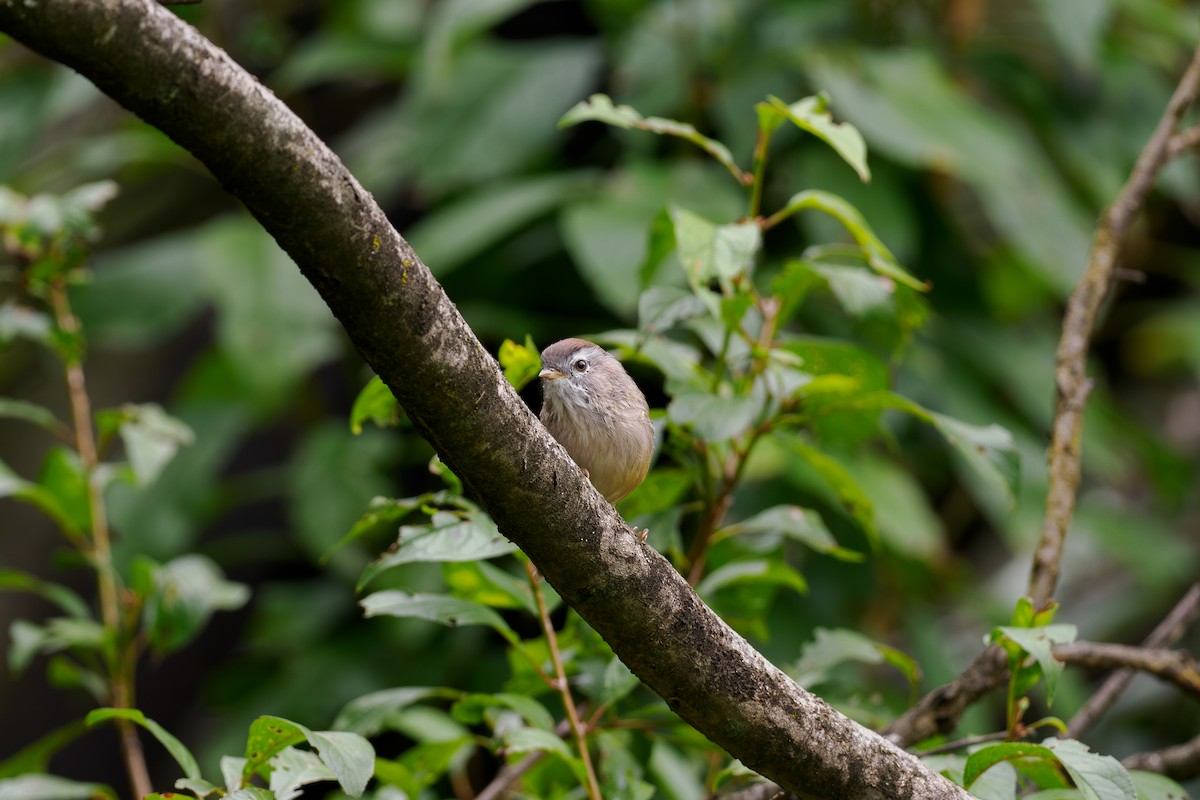 Rostscheitel-Grasmücke - ML646509141