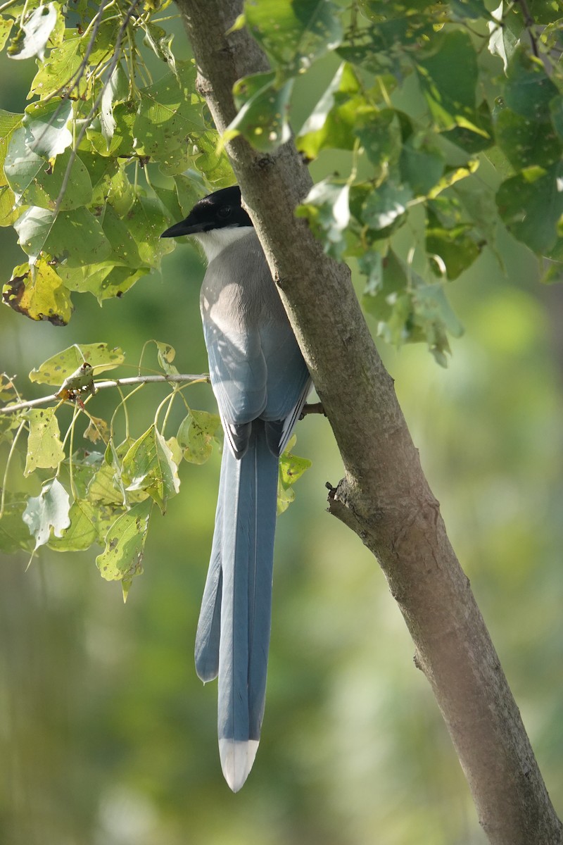 Azurelster - ML646509143