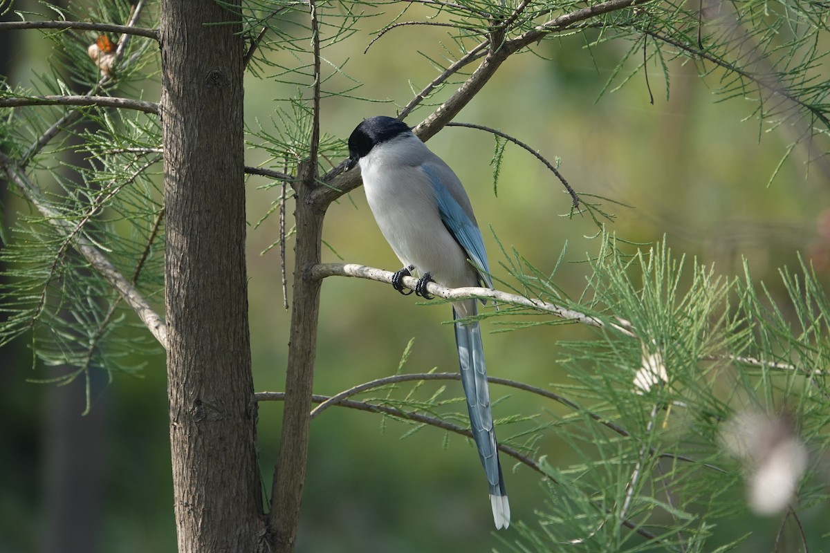 Azurelster - ML646509144