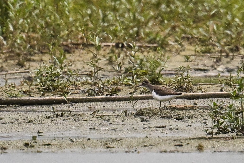 Flussuferläufer - ML646509145