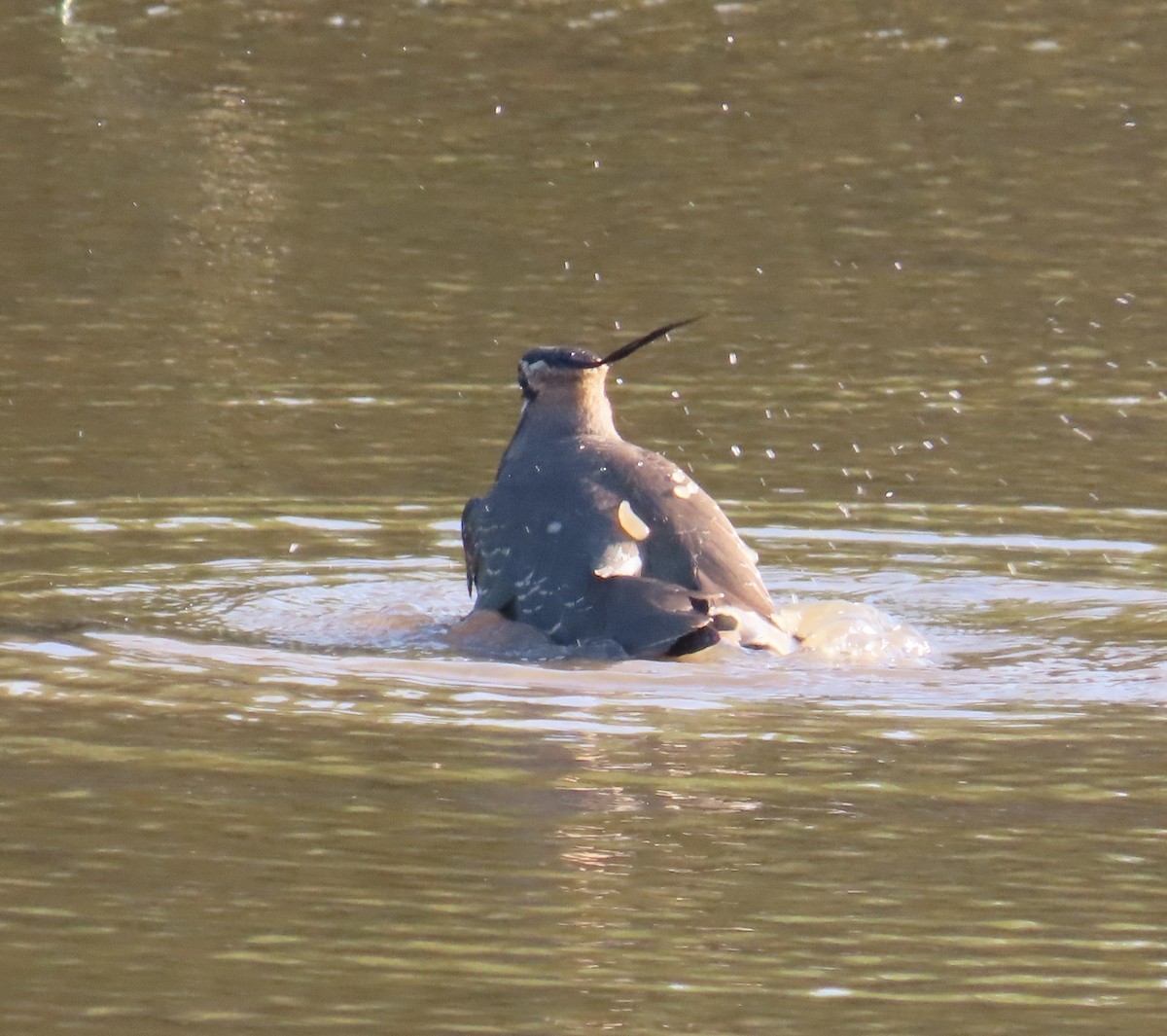 Kiebitz - ML646509146