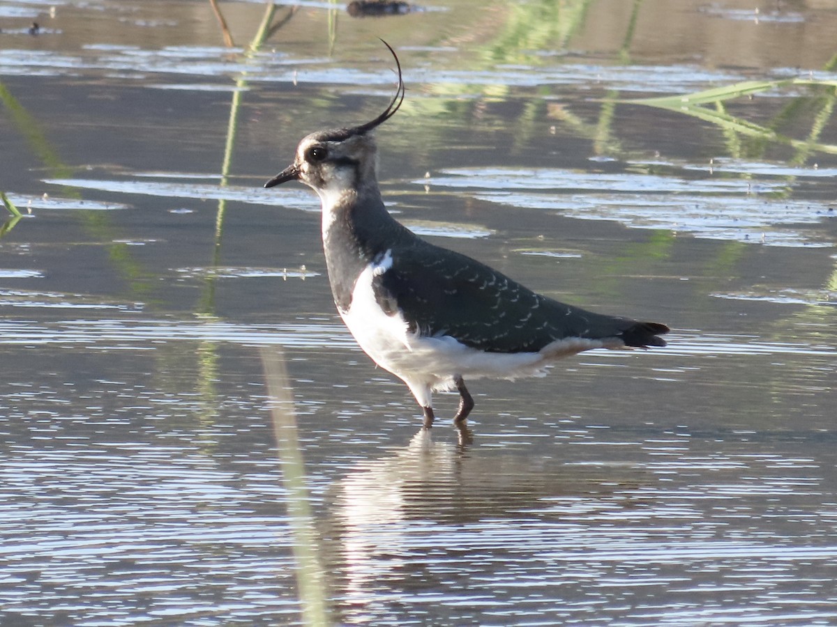 Kiebitz - ML646509147