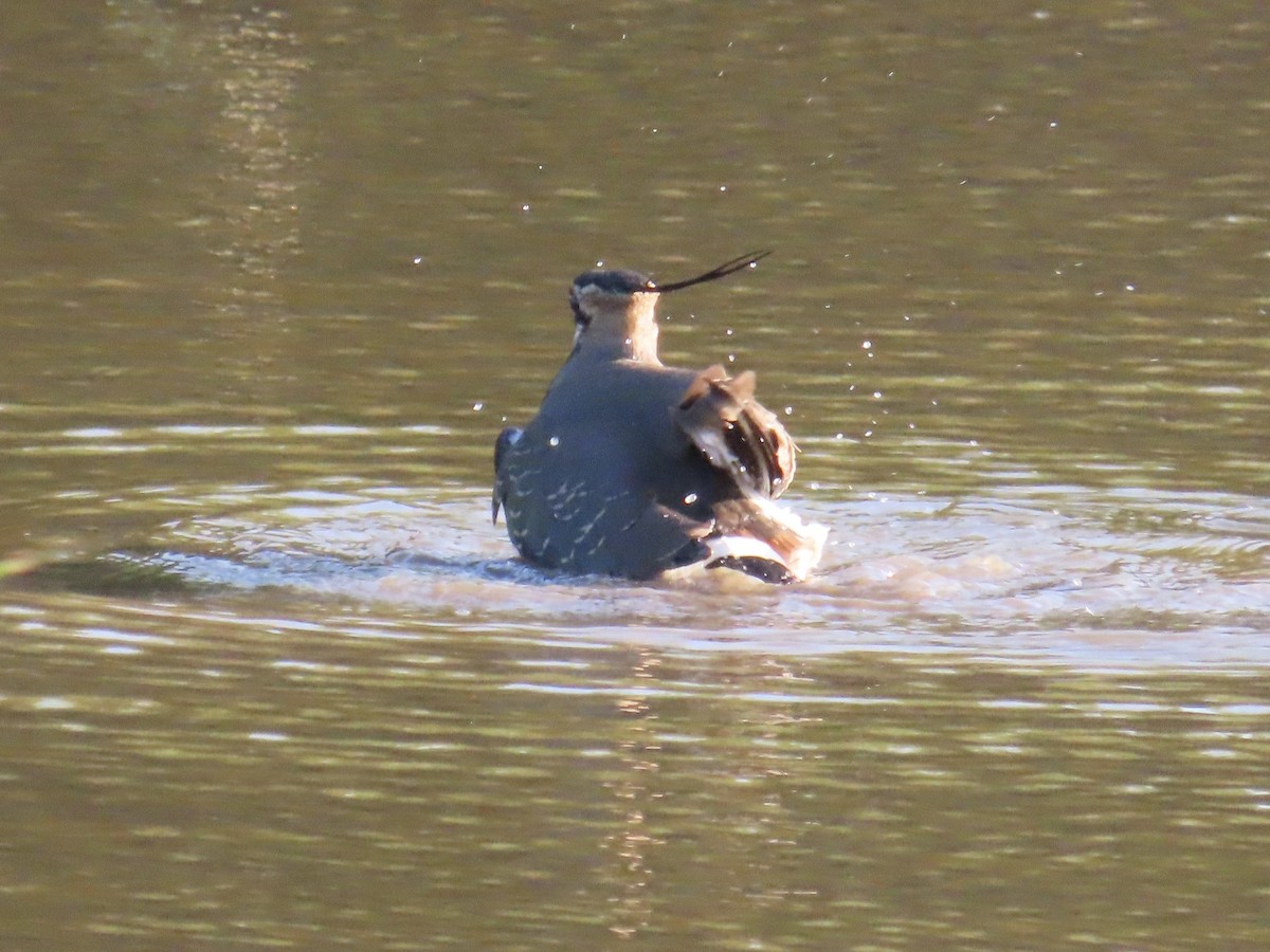 Kiebitz - ML646509148