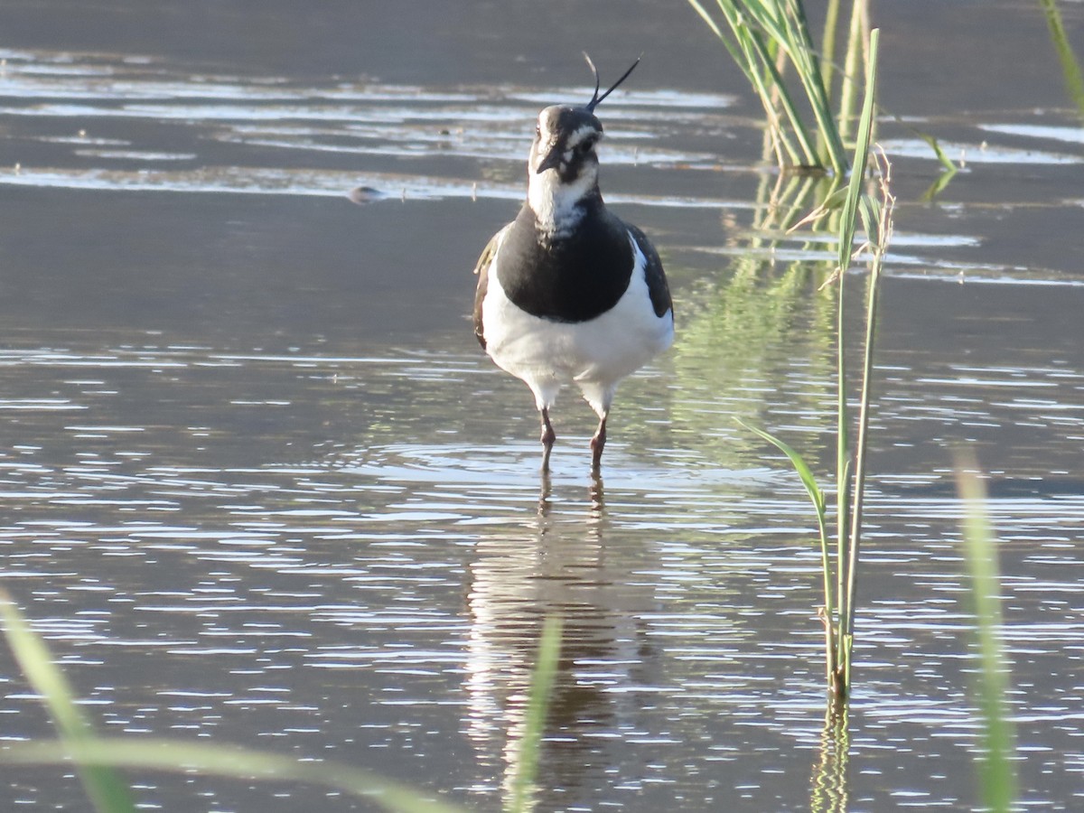 Kiebitz - ML646509149