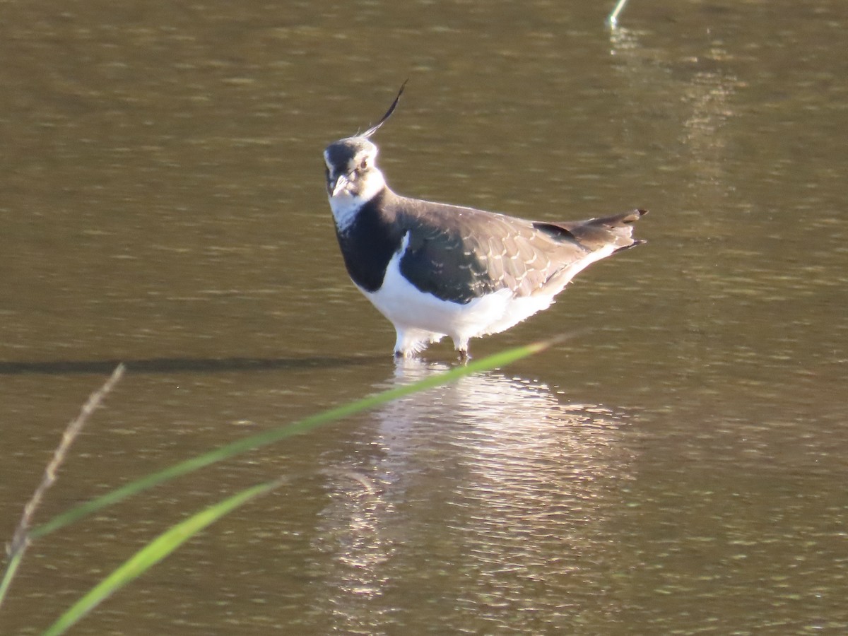 Kiebitz - ML646509150