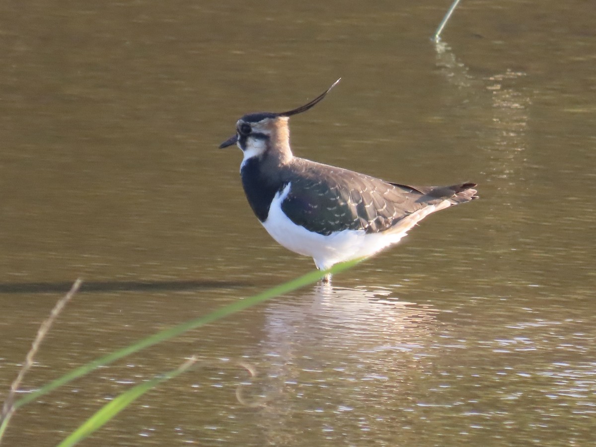 Kiebitz - ML646509151