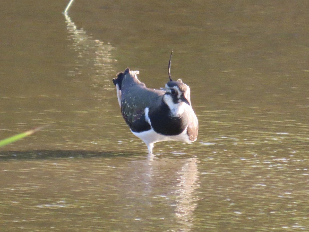 Kiebitz - ML646509152