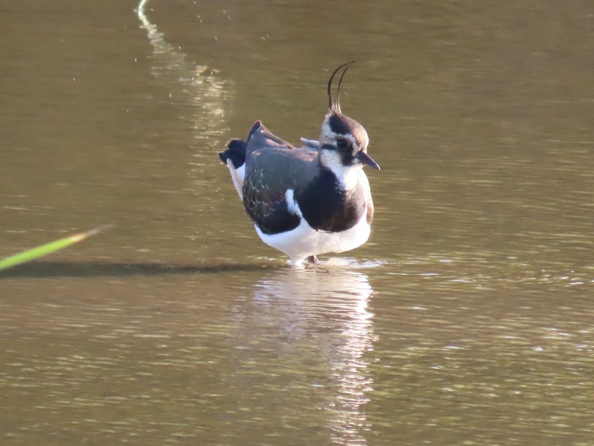 Kiebitz - ML646509153