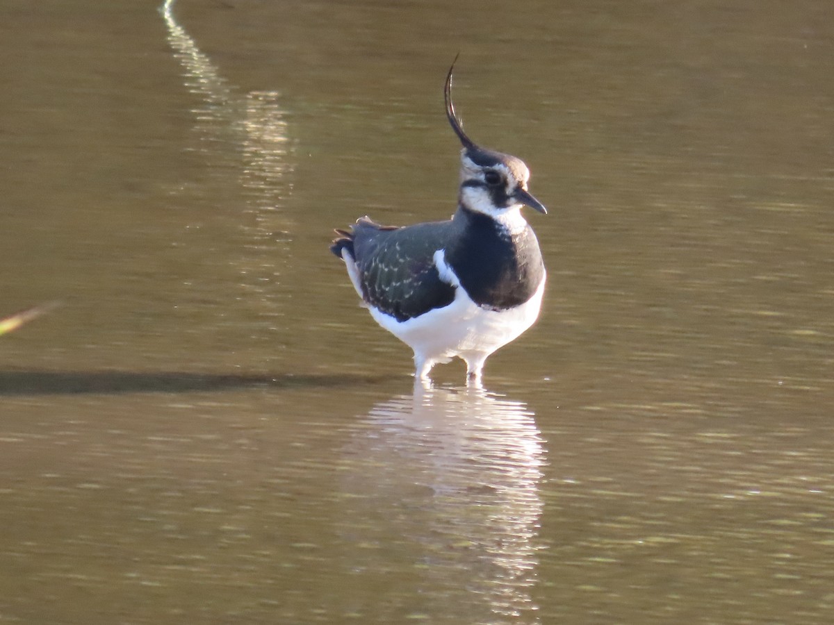 Kiebitz - ML646509154