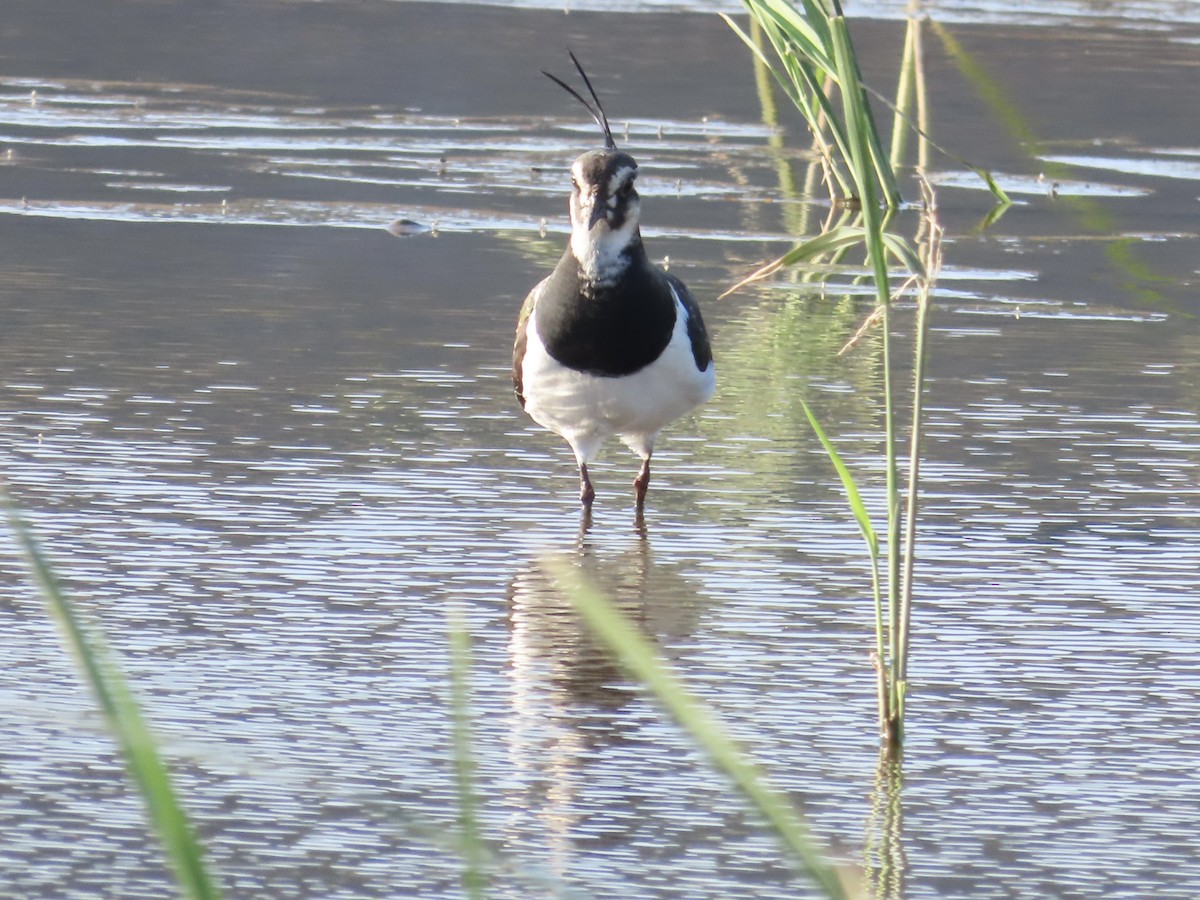 Kiebitz - ML646509155