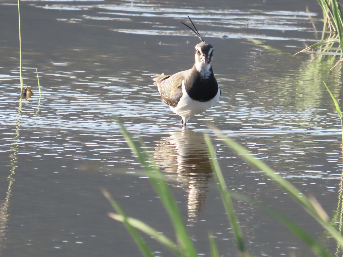 Kiebitz - ML646509156