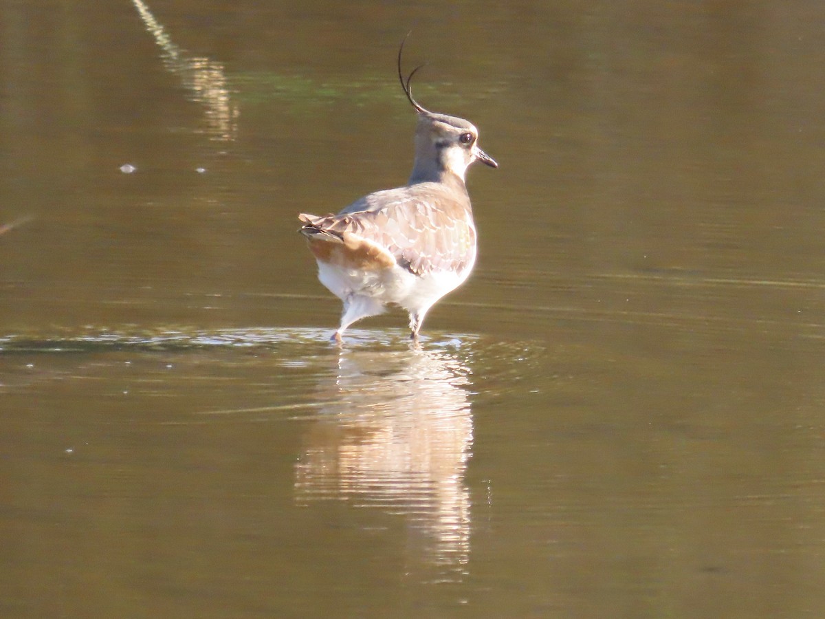 Kiebitz - ML646509157