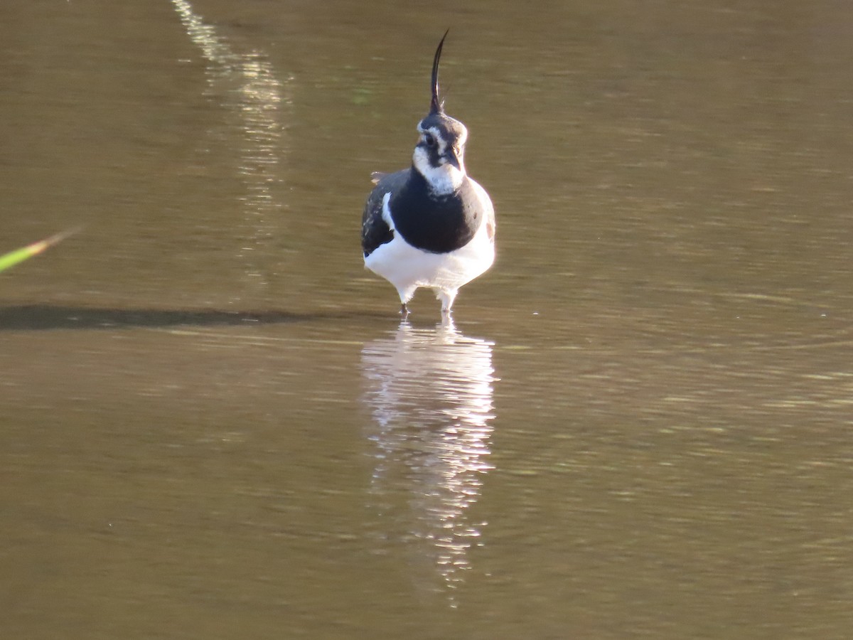 Kiebitz - ML646509158