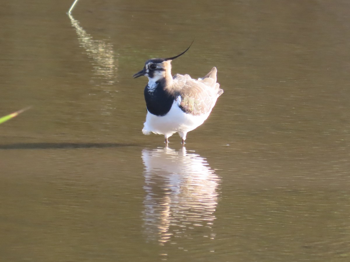 Kiebitz - ML646509159