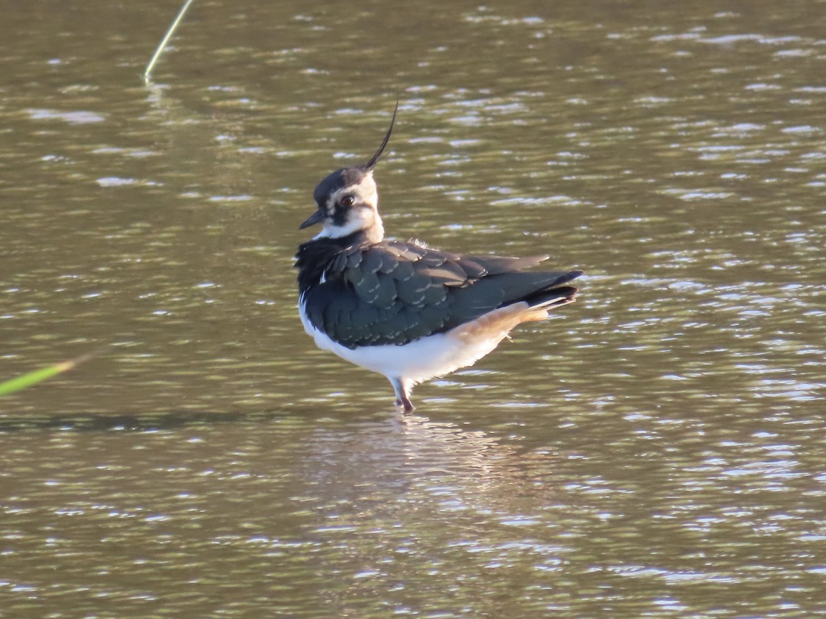 Kiebitz - ML646509160