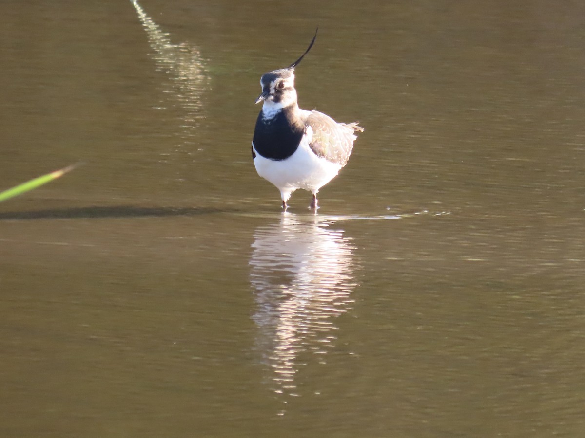 Kiebitz - ML646509161