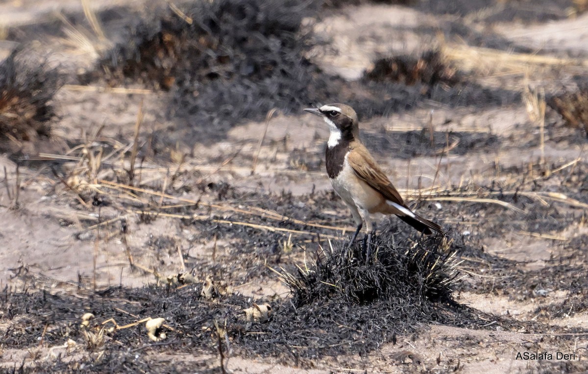 Erdsteinschmätzer - ML646509162