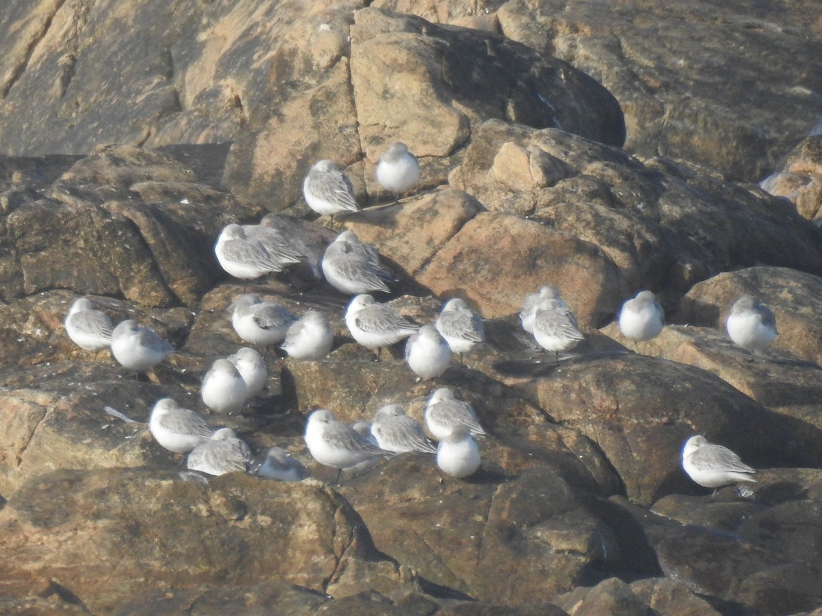 Sanderling - ML646509163