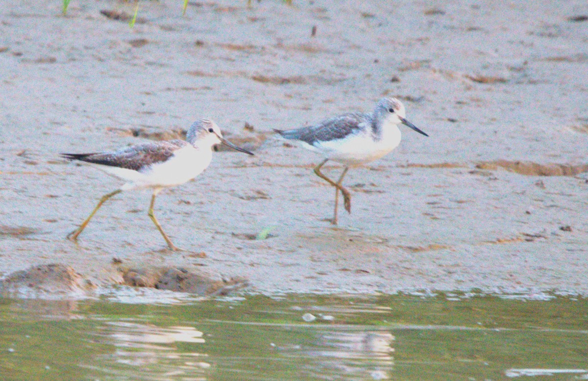 Common Sandpiper - ML646509169