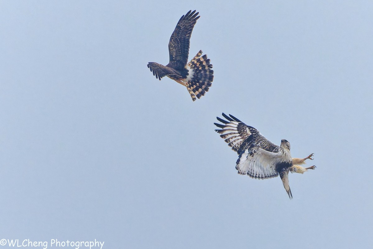 Саарал хулд - ML646509172