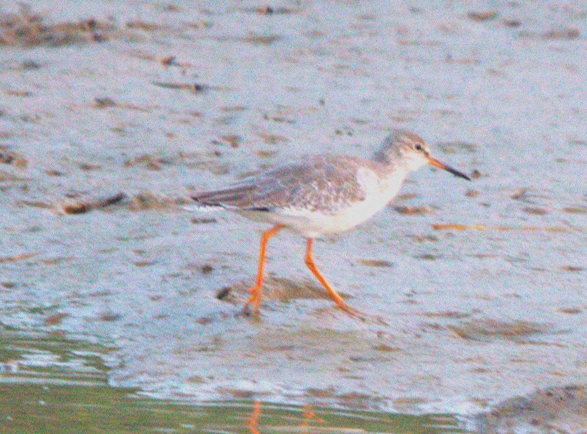Common Redshank - ML646509173