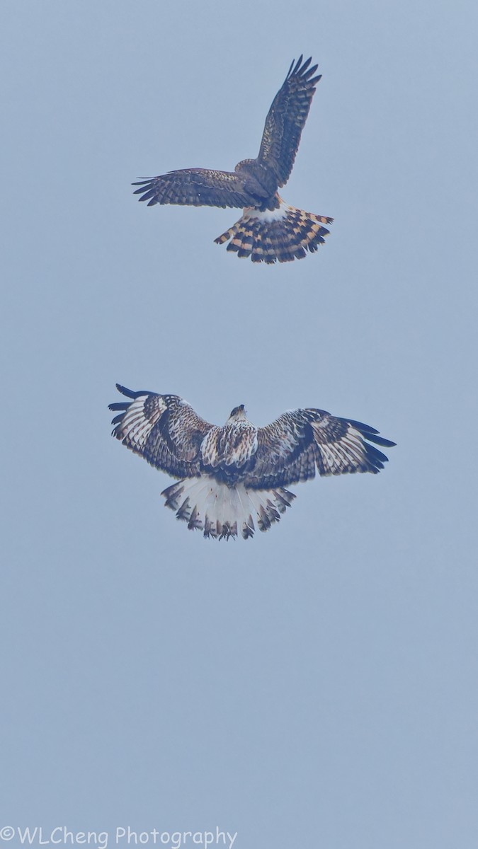 Саарал хулд - ML646509174