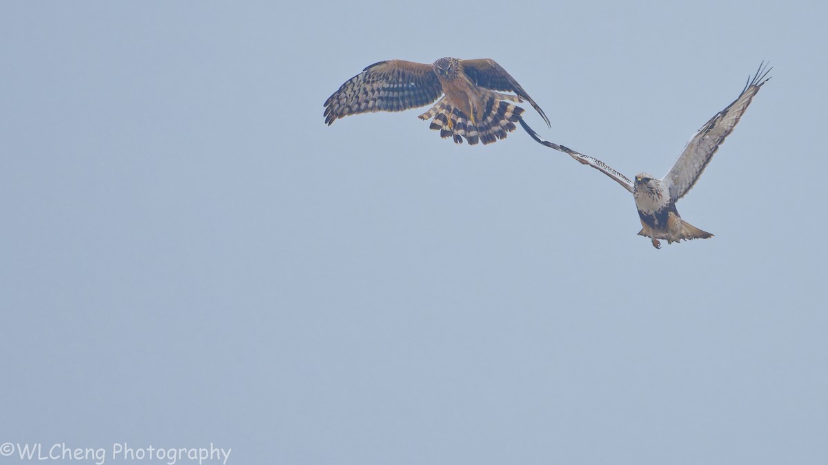 Саарал хулд - ML646509175