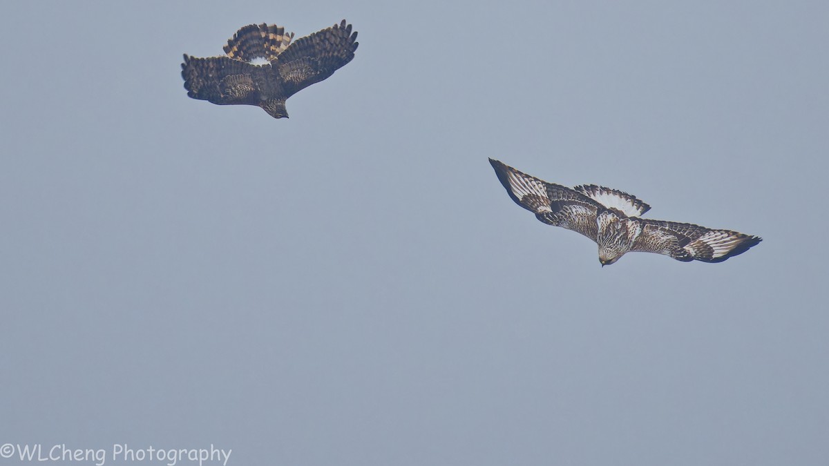 Саарал хулд - ML646509176