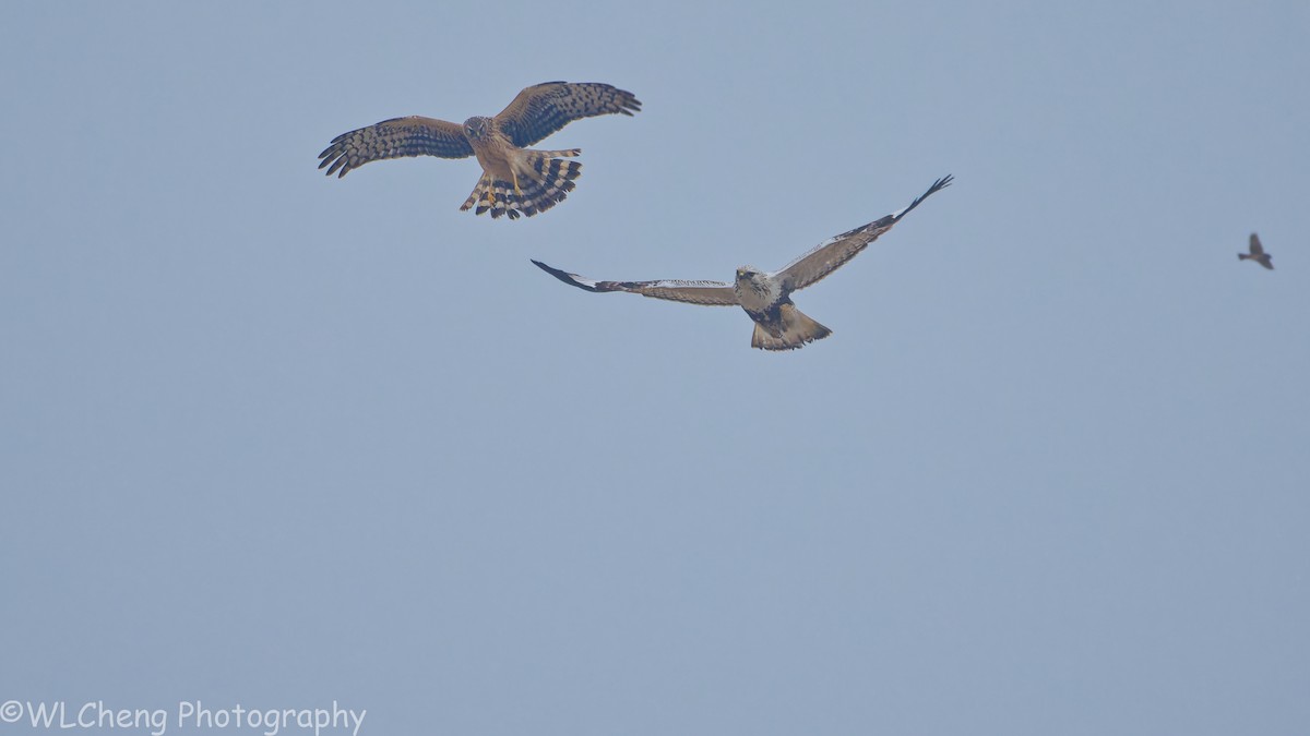 Саарал хулд - ML646509177