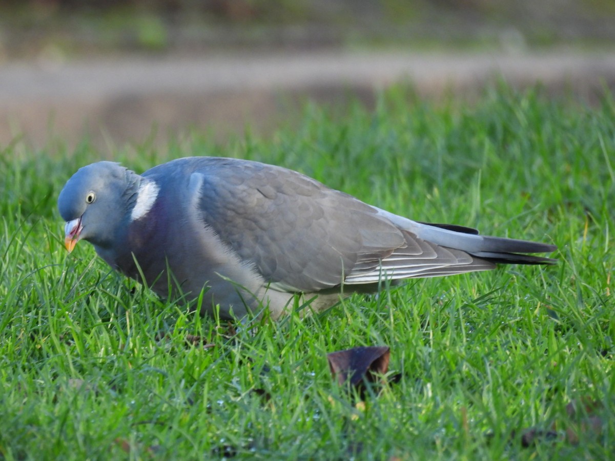 Paloma Torcaz (de Mancha Blanca) - ML646509178