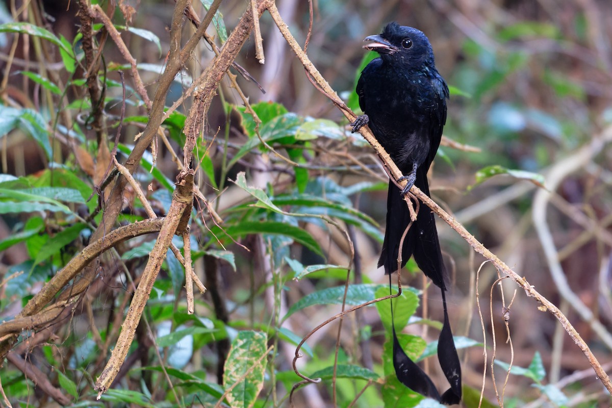 Райский дронго - ML646509179