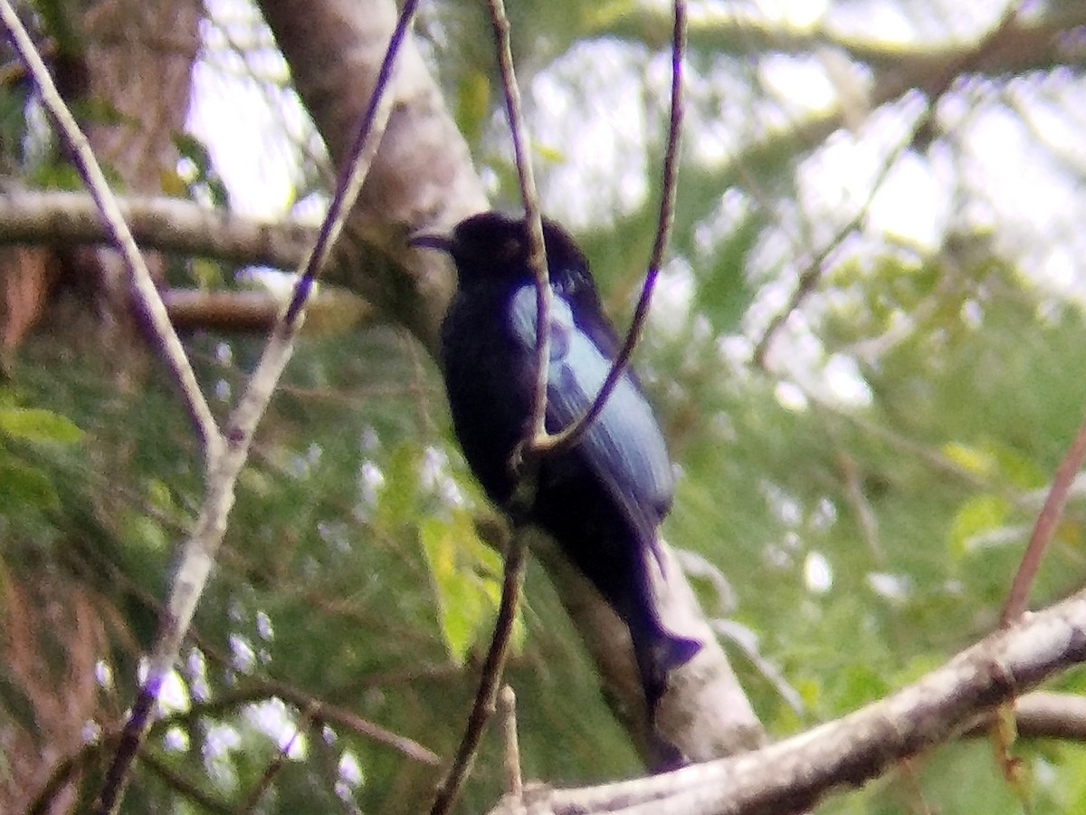 Дронго лірохвостий - ML646509185