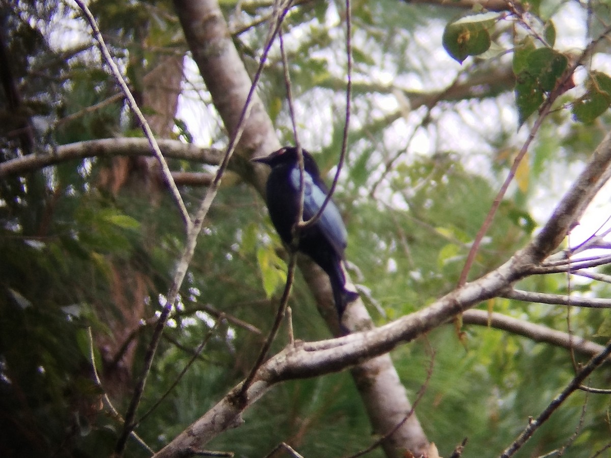 Дронго лірохвостий - ML646509186