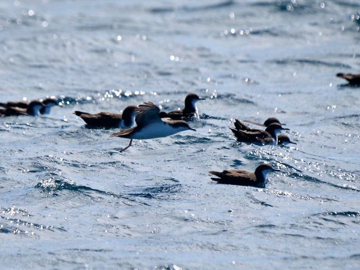 Puffin des Galapagos - ML646509187