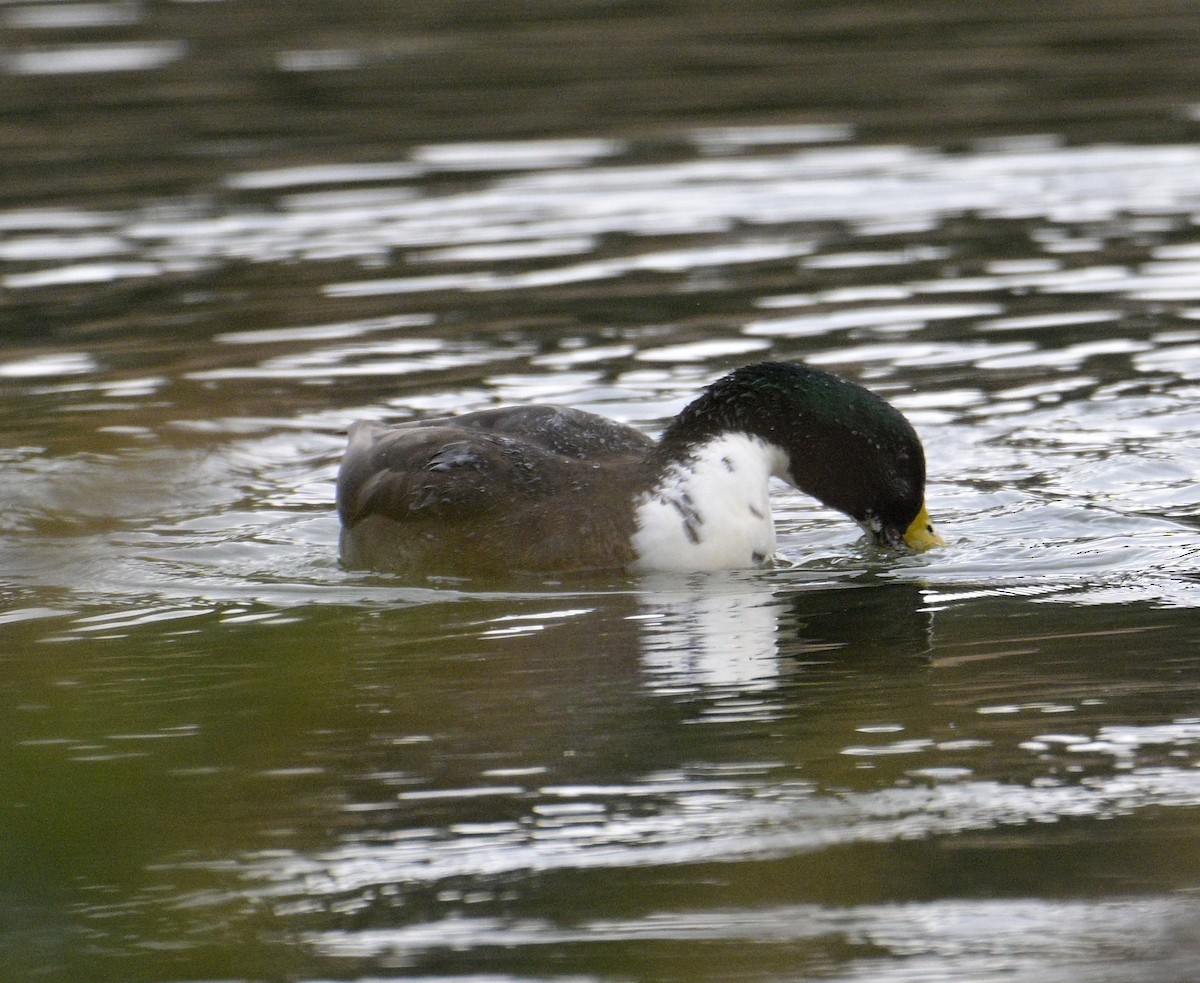 stokkand (domestisert) - ML646509195