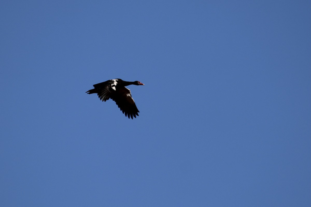 Spur-winged Goose - ML646509197