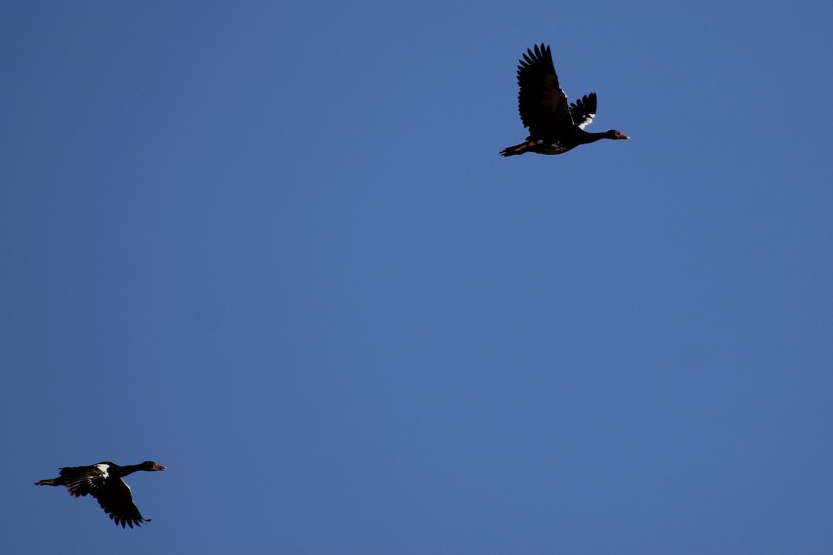 Spur-winged Goose - ML646509199