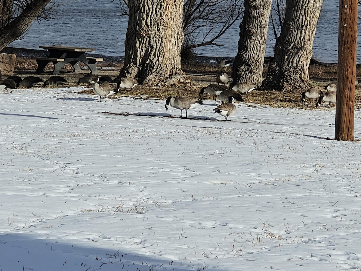 Barnacla Canadiense Grande - ML646509200