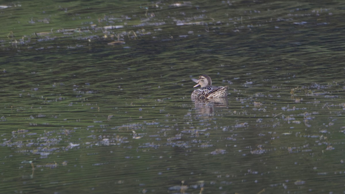 Garganey - ML646509207