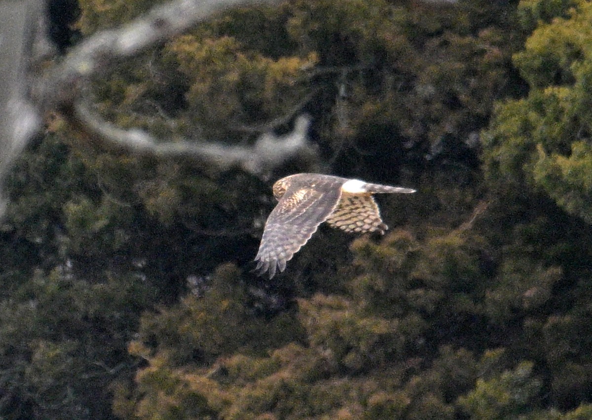 mørkmyrhauk - ML646509208