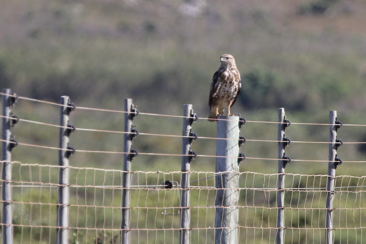 歐亞鵟 - ML646509209