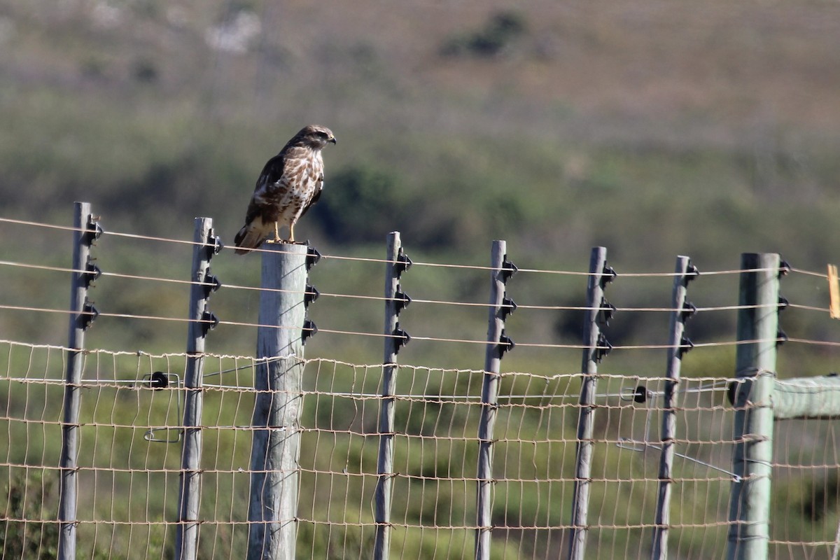 歐亞鵟 - ML646509210