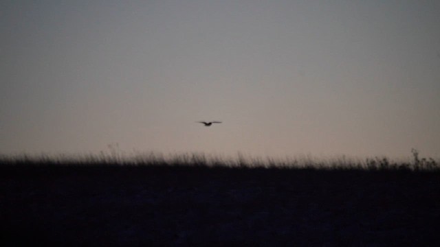 Kır Baykuşu - ML646509213