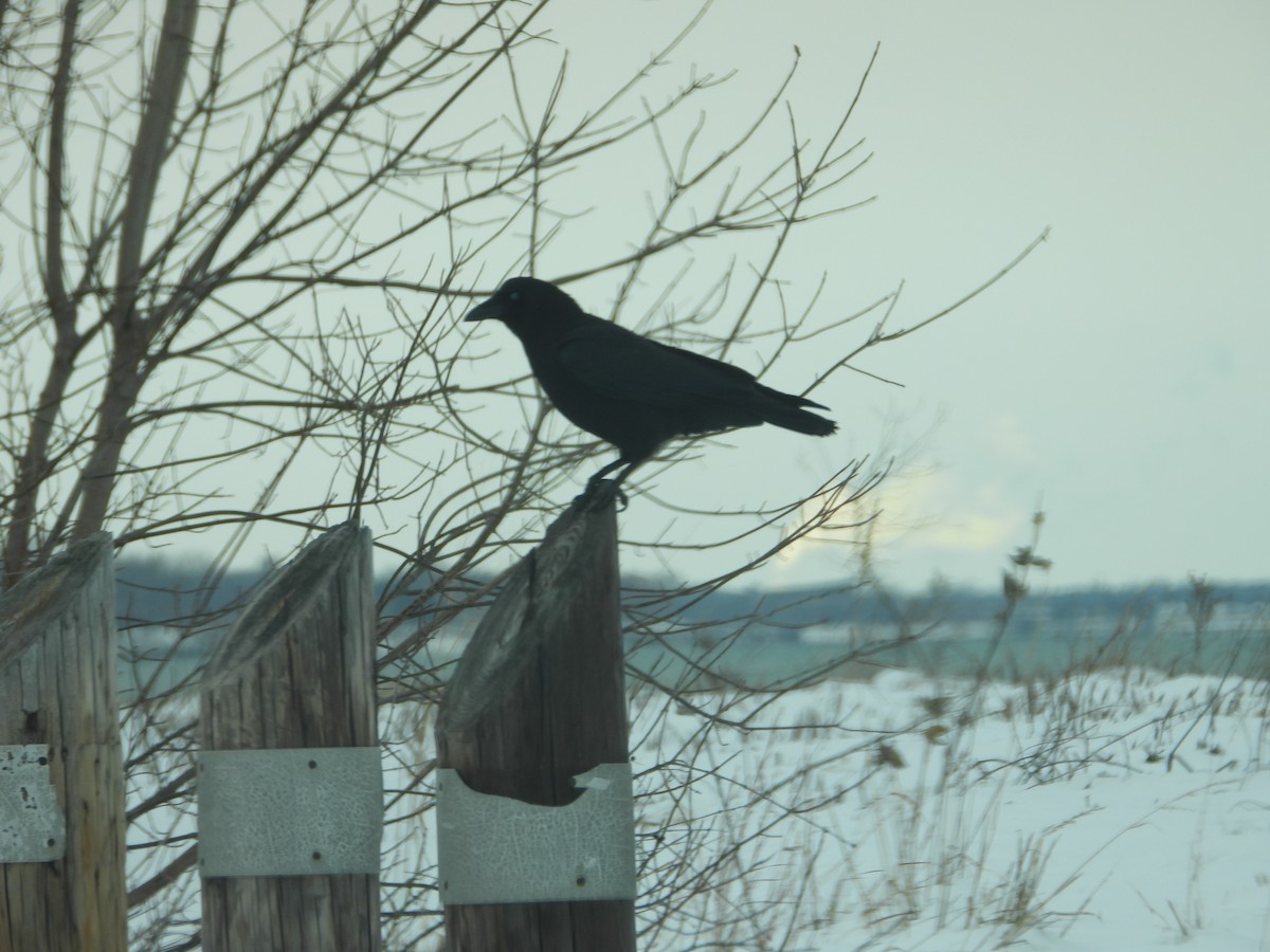 Amerikakrähe - ML646509219