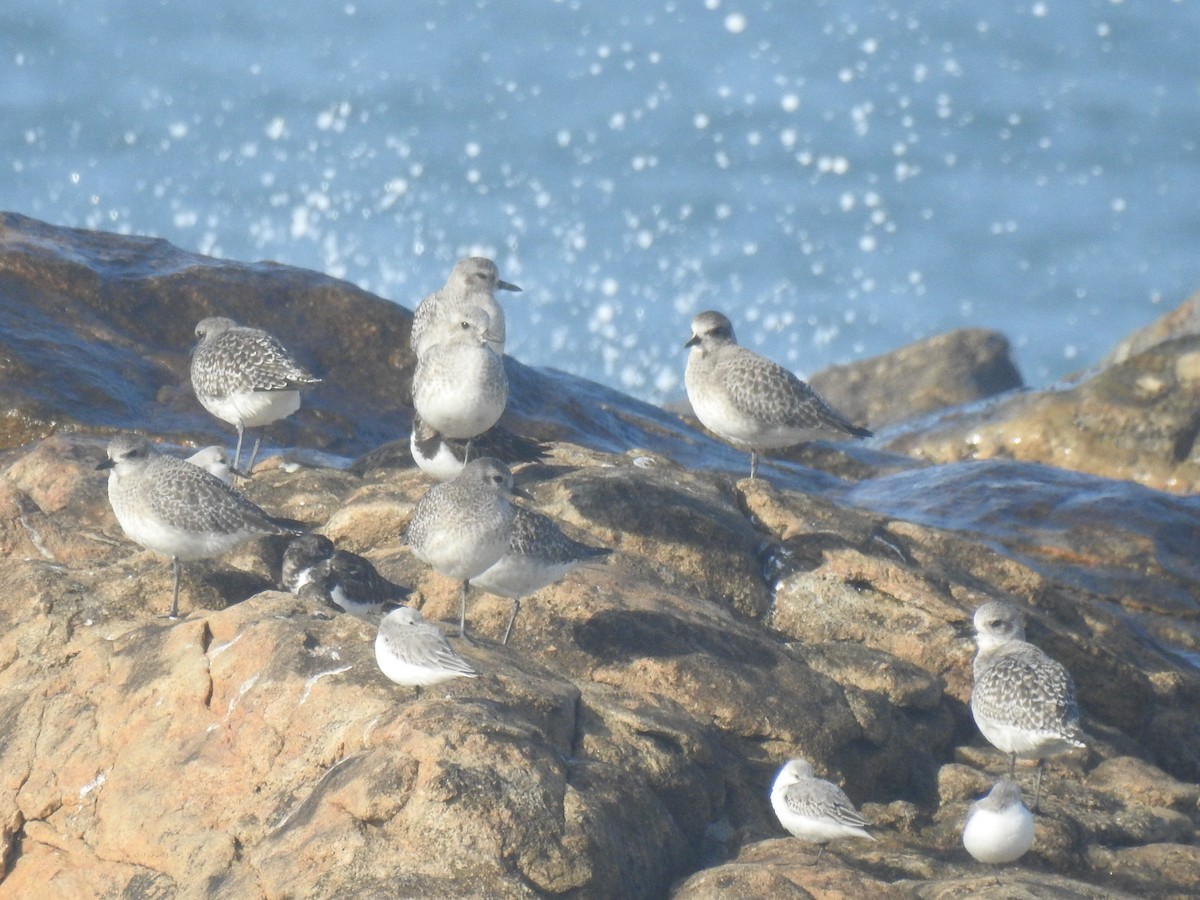 Black-bellied Plover - ML646509224